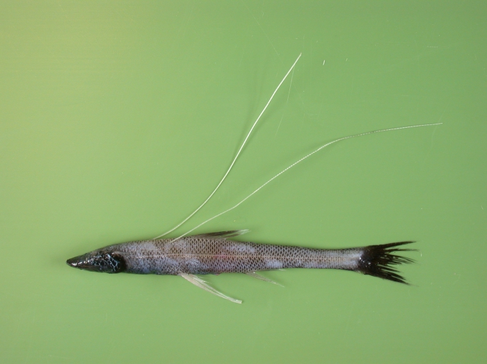 Bathypterois dubius Bathypterois dubius