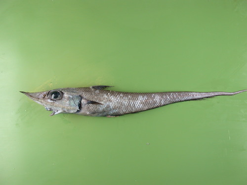 Caelorhinchus labiatus