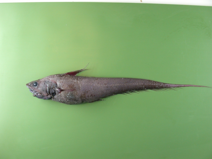 Coryphaenoides armatus Coryphaenoides armatus