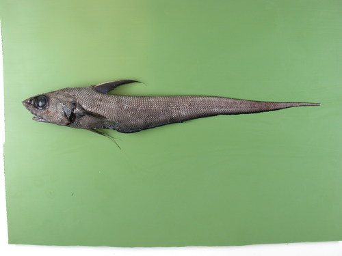 Coryphaenoides guentheri