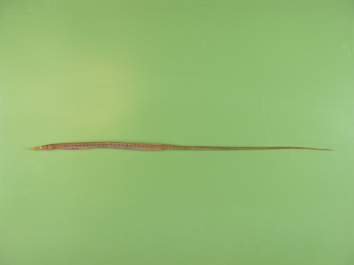 Entelurus aequareus