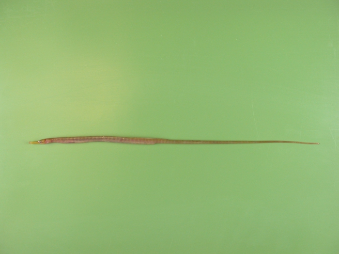 Entelurus aequareus Entelurus aequareus