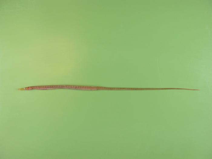 Entelurus aequareus