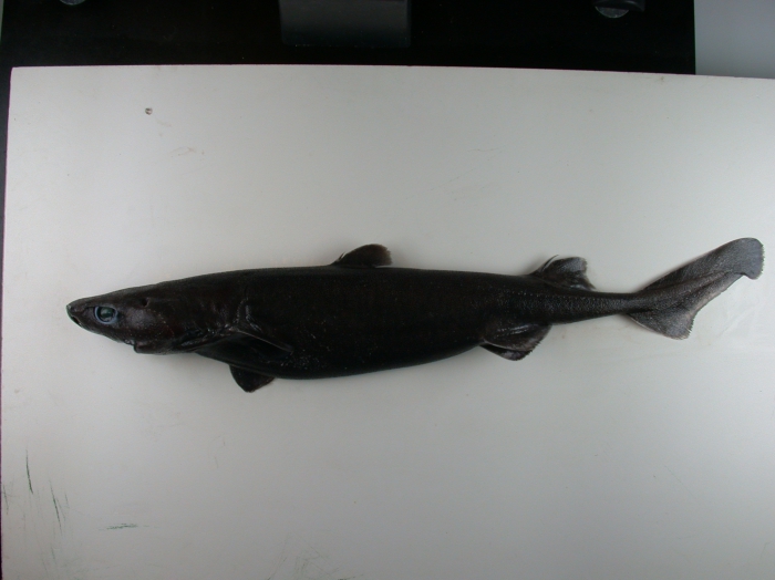 Etmopterus princeps Etmopterus princeps