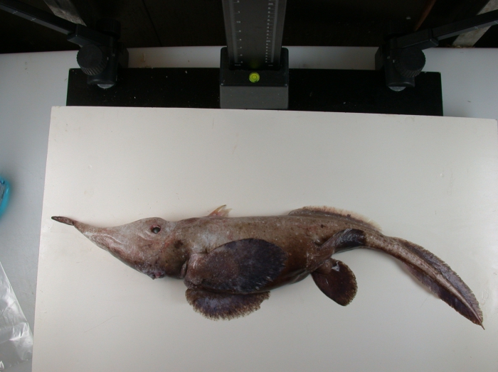 Harriotta haeckeli Harriotta haeckeli