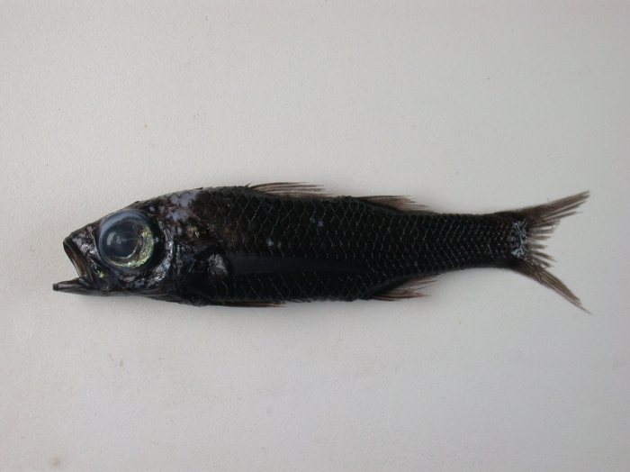 Howella brodei Howella brodei
