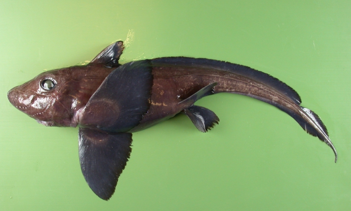 Hydrolagus affinis