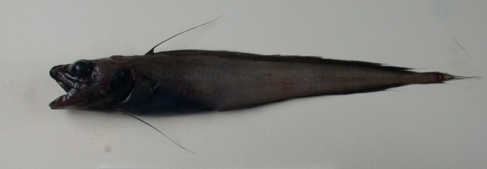 Lepidion Lepidion