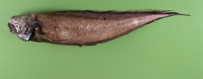 Monomitopus