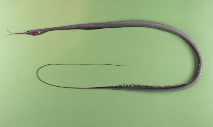 Nemichthys scolopaceus