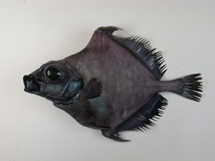 Neocyttus helgae Neocyttus helgae