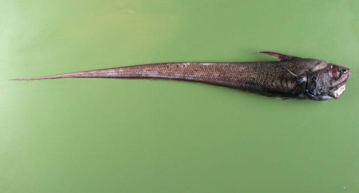 Nezumia sclerorhynchus