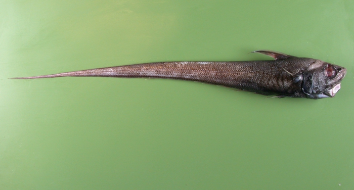 Nezumia sclerorhynchus Nezumia sclerorhynchus