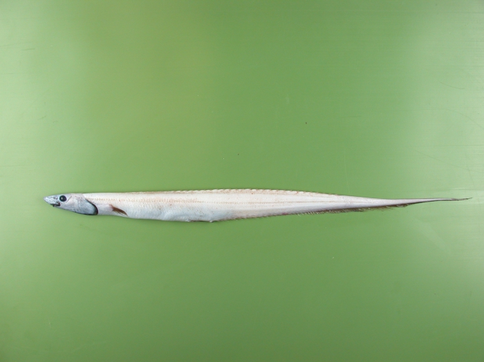 Polyacanthonotus challengeri