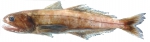 Pseudoscopelus altipinnis
