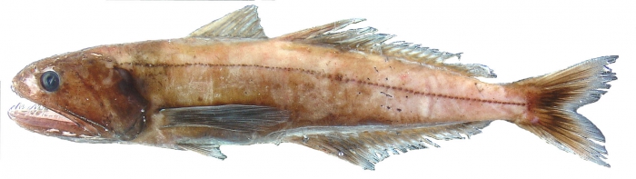 Pseudoscopelus altipinnis