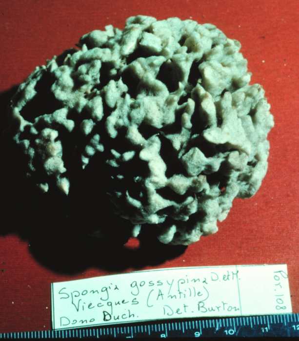 Spongia gossypina lectotype specimen