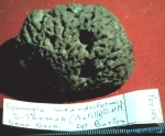 Spongia meandriformis lectotype specimen