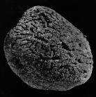 Spongia meandriformis paralectotype specimen