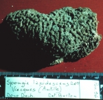 Spongia lapidescens lectotype specimen