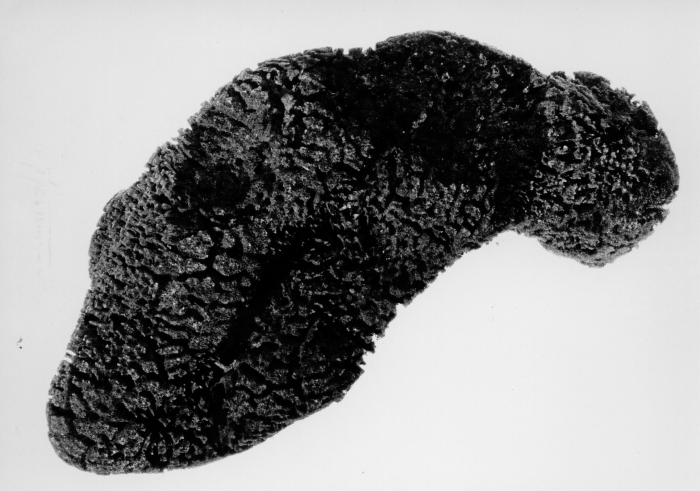 Spongia vermiculata lectotype specimen