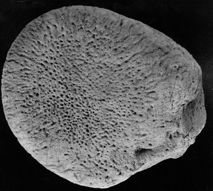Spongia discus lectotype specimen