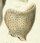 Spongia subcircularis Duchassaing & Michelotti, 1864