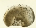 Porifera (sponges)