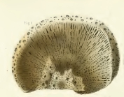 Spongia complanata Duchassaing, 1850
