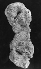 Spongia fusca lectotype specimen