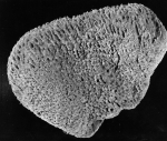 Spongia obliqua lectotype specimen