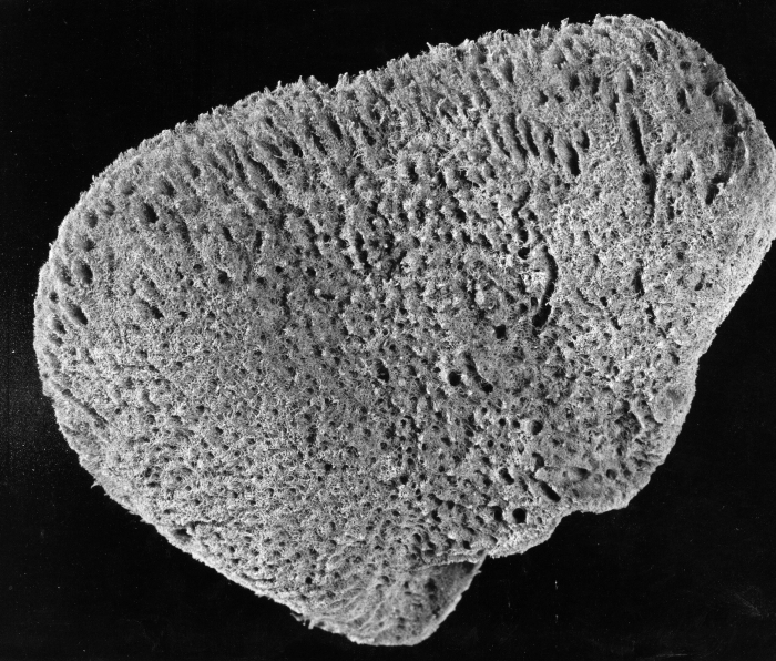 Spongia obliqua lectotype specimen