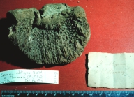 Spongia obliqua paralectotype specimen