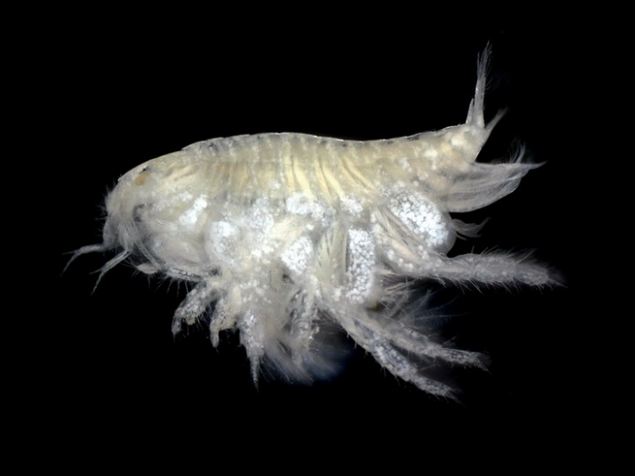 Urothoe brevicornis Bate, 1862 Urothoe brevicornis Bate, 1862