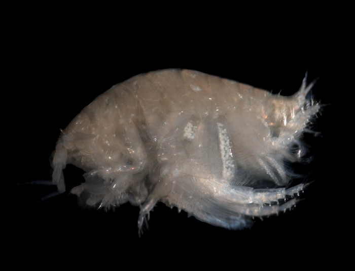 Urothoe poseidonis Reibish, 1905 Urothoe poseidonis Reibish, 1905