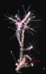 Hataia parva, ca 5 mm, on stem of Plumularia lagenifera, Friday Harbor WA USA