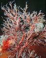 Hydrozoa (hydroids)