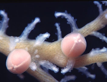 Sporosacs of Solanderia ericopsis (can be released as medusoids); Wellington, Dec. 1994