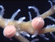 Sporosacs of Solanderia ericopsis (can be released as medusoids); Wellington, Dec. 1994