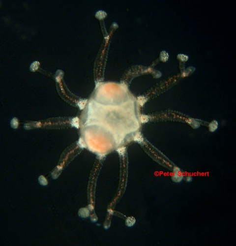 Eleutheria claparedii, size few mm, Roscoff, France