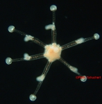 Eleutheria dichotoma , medusa, ca. 1.5 mm, Roscoff, France