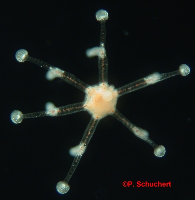 Eleutheria dichotoma, medusa, ca. 1.5 mm, Roscoff, France Eleutheria dichotoma, medusa, ca. 1.5 mm, Roscoff, France