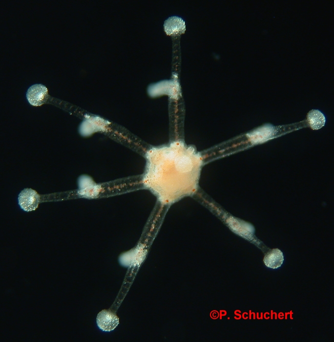 Eleutheria dichotoma , medusa, ca. 1.5 mm, Roscoff, France