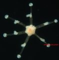 Hydrozoa (hydroids)