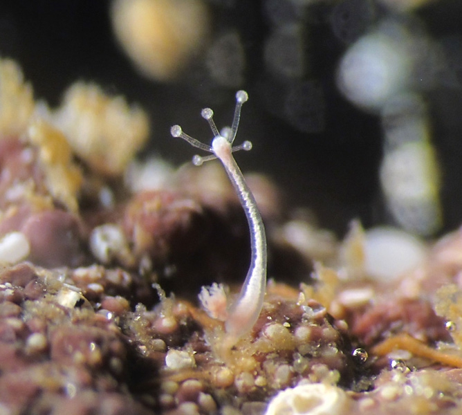 Eleutheria dichotoma , polyp with medusa buds, ca. 1 mm high, Roscoff, France