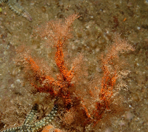 Eudendrium arbuscula, female, ca 10 cm high, Whirlpool Cliff, Lough Hyne, Northern Ireland.