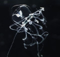 Hydrozoa (hydroids)