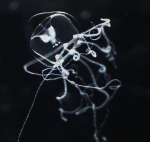 Lizzia blondina, medusa, ca. 1 mm, NE Atlantic