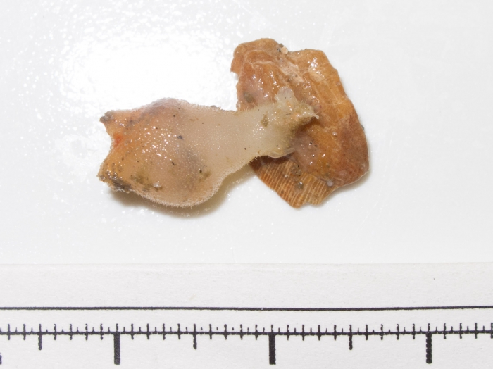 Halocynthia pyriformis (juvenile)