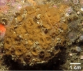 Porifera (sponges)